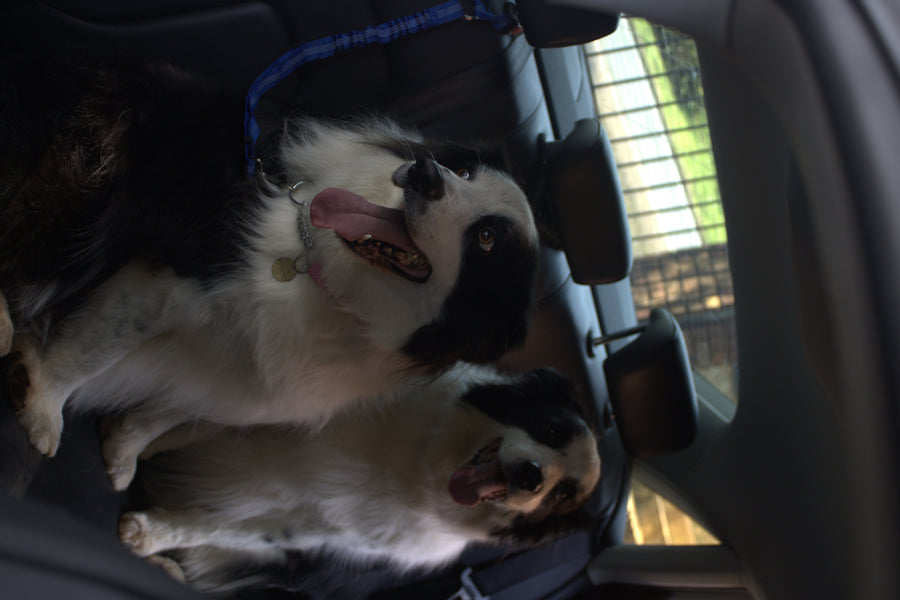 Two black-and-white dogs on the back seat beside the blue BucklePup leash.