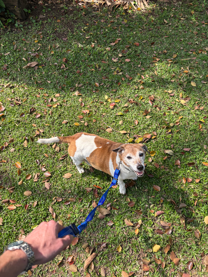 A brown-and-white dog outdoors on grass with the blue BucklePup walking leash.